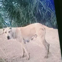 سگ گمشده|سگ|سیمین شهر, |دیوار