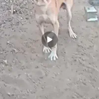 حیوانات اهلی