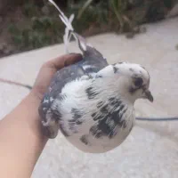 کبوتر|پرنده|بافت, |دیوار