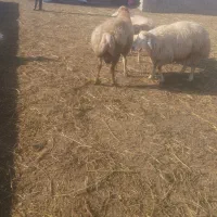 ۴۰۰۰۰۰۰۰تومان (مقطوع)