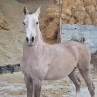 مادیان ۳ ساله