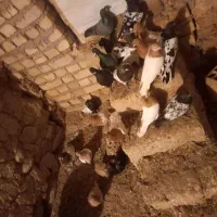 کبوتر سینه کله