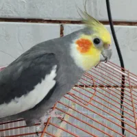 عروس هلندی