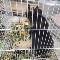 فروش ویژه  جوجه خرگوش پشمالو ولپ|موش و خرگوش|خواف, |دیوار