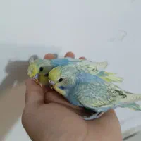 مرغ عشق|پرنده|بندر ماهشهر, |دیوار