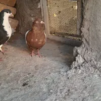 کبوتر|پرنده|رفسنجان, |دیوار