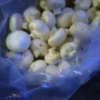 قارچ درجه ۱