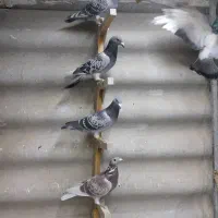 کفترآلمانی کفترپلاکی کفترمسافتی