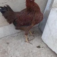 مرغ کاکلی و خروس