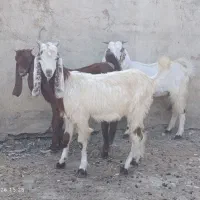 پاکستانی بزغاله سه تاش هم نر