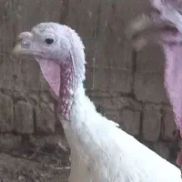 بوقلمون نژادبرنز نروماده