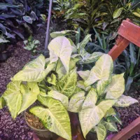 گل و گیاه سینگنیوم سبز