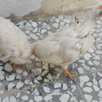 جوجه سالم و سرحال