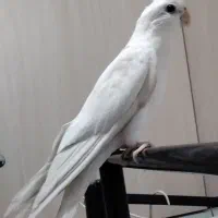 عروس هلندی نر آلبینو چشم شرابی