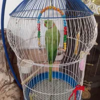 طوطی ملنگو|پرنده|کاشان, فاز ۲ ناجی آباد|دیوار
