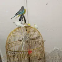 مرغ عشق|پرنده|مشهد, بهمن|دیوار