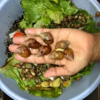 حلزون آچاتینا|خزنده|تهران, صادقیه|دیوار