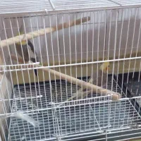 ۳عددعروس هلندی سرحال یکساله|پرنده|سیراف, |دیوار