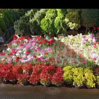 خدمات گلکاری باغبانی کاشت گل و گیاه  انجام میشود