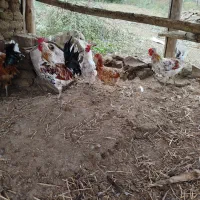 فروش مرغ خروس جوجه گلین و غاز روستایی اصیل|حیوانات مزرعه|بیله سوار, |دیوار