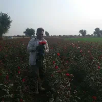 گل رز|گل و گیاه طبیعی|دزفول, |دیوار