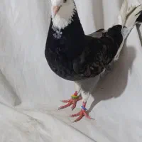 کبوتر شازده