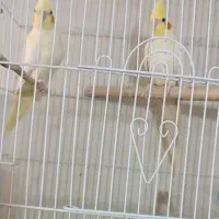 انواع عروس هلندی زیبا و مولد جوجه بزرگ کن