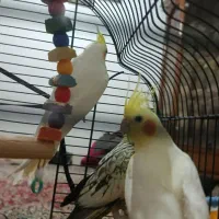 3عدد عروس دوتا نر بالغ ویک ماده که جفت شده سرحال|پرنده|خمین, |دیوار