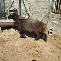 قوچ بختیاری دو رگه