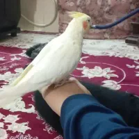 عروس هلندی مولد