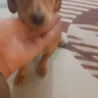 سگ نژاد اشپیزو|سگ|مشهد, سجاد شهر|دیوار