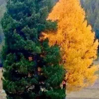 راهنمایی کنید