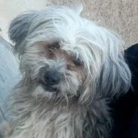 شیتزو پامر فرفری باهوش|سگ|شیراز, سعدیه شمالی|دیوار