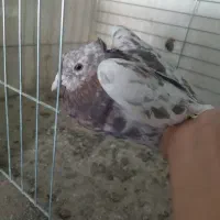 کبوتر رنگی|پرنده|قم, دروازه ری|دیوار