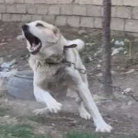 سگ خراسانی ماده نگهبان
