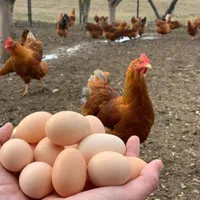 انواع کنسانتره و دان ذرت سویا بوقلمون مرغ بلدرچین|حیوانات مزرعه|بوکان, |دیوار