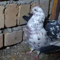 کفتر پلاکی سالم|کلکسیون و سرگرمی|ابهر, |دیوار