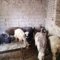 بره نرسبک|حیوانات مزرعه|درودزن, |دیوار