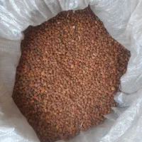 نخود قرمز  کاشت بهاری