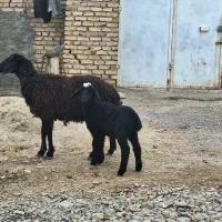 میش و بره|حیوانات مزرعه|رفسنجان, |دیوار