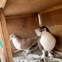 کبوتر کفتر عالی  تهرانی شهرستانی ساده