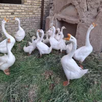 جوجه