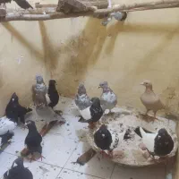 کبوتر|پرنده|زاوه, |دیوار