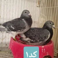 کفتر جفت جان آردن صددرصد خالص باجوجه|پرنده|مشهد, طلاب|دیوار