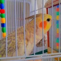 عروس هلندی|پرنده|تربتحیدریه, بالا ولایت|دیوار