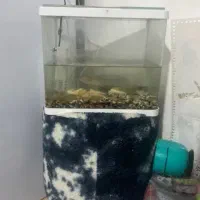 آکواریوم شیشه منحنی  زیبا