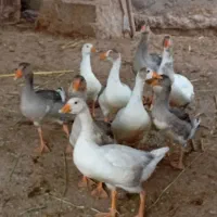 غاز 9عدد در ملاثانی