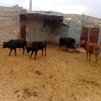 گاو وگوساله نر