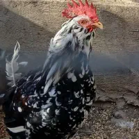 مرغ شاخدار و خروس گلین