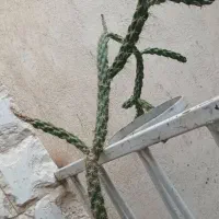 کاکتوس صلواتی